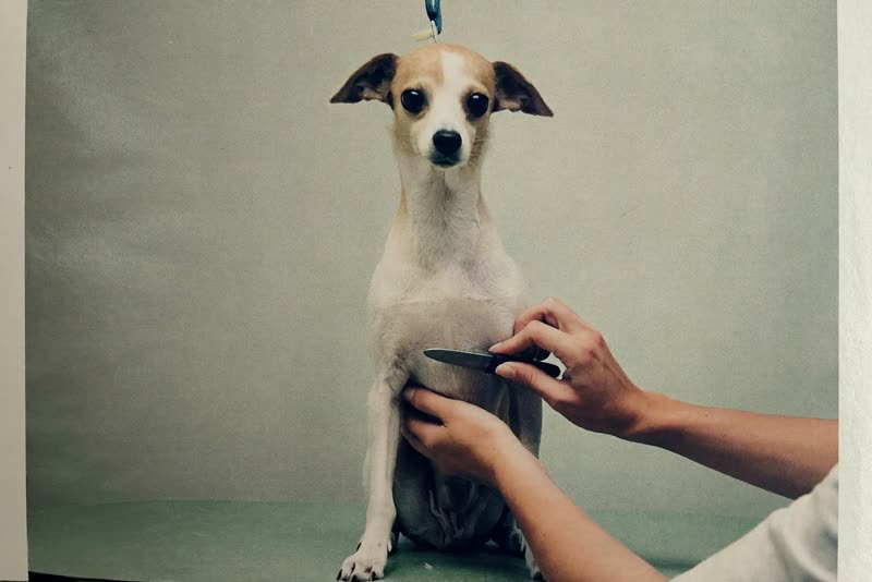 A freshly groomed small dog on a grooming table