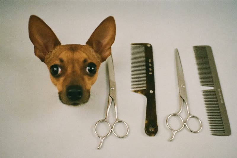 Grooming scissors, brush, comb and clippers laid out