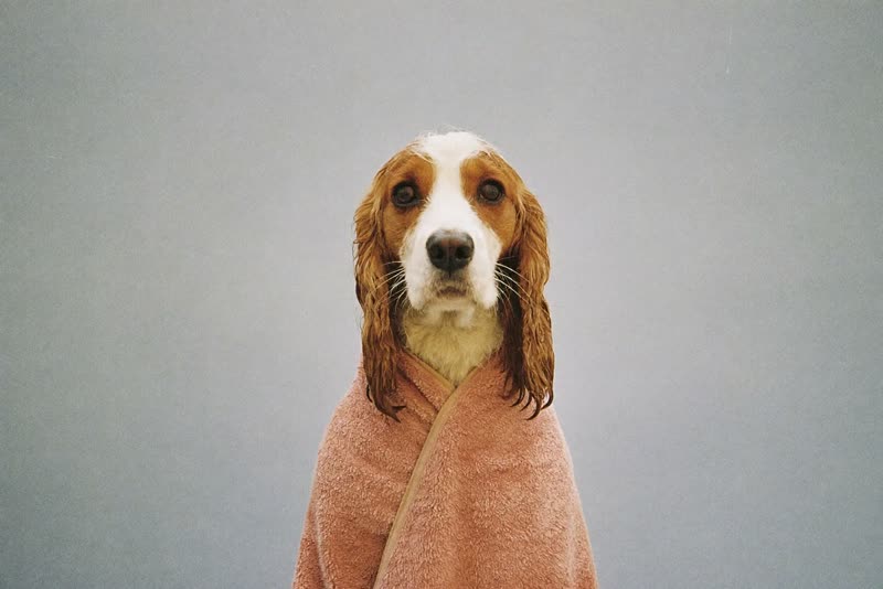 A spaniel wrapped in a towel after a bath