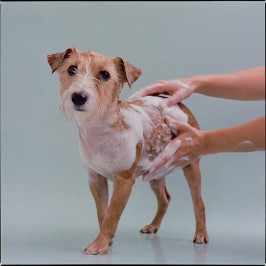 A small terrier being shampooed in a grooming bath