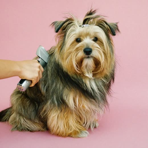 A cockapoo having its coat clipped