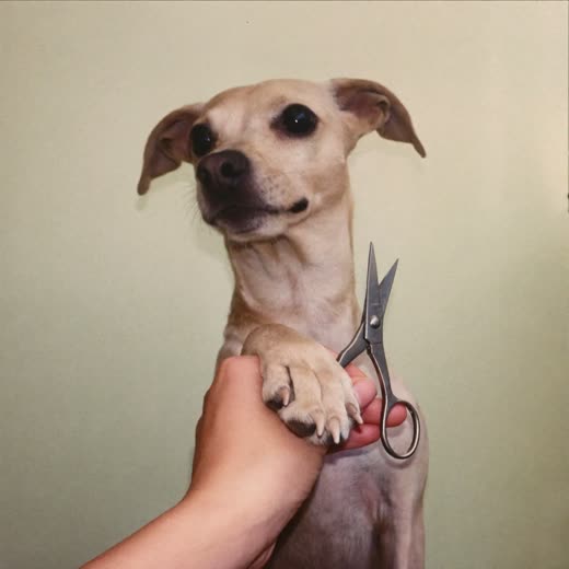 A dog's paw held for a nail trim